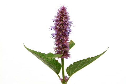 East Asian Giant Hyssop