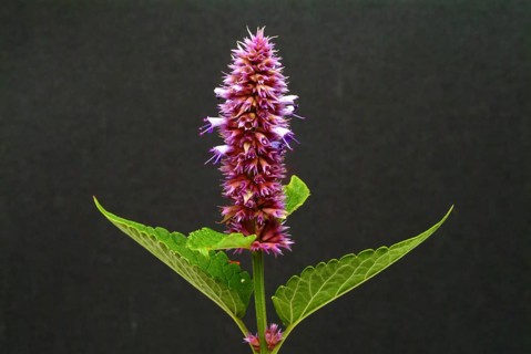 East Asian Giant Hyssop