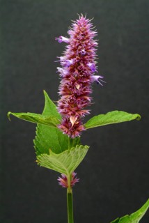 East Asian Giant Hyssop