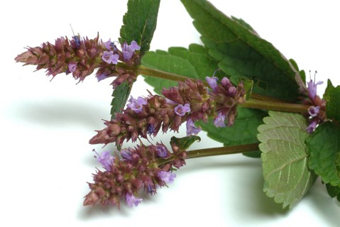 East Asian Giant Hyssop
