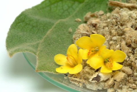 Dense-flowered mullein