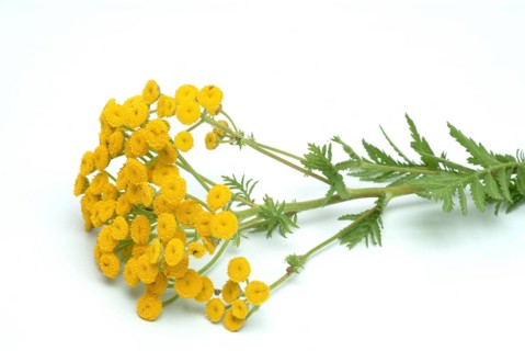 Tansy