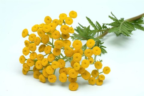 Tansy