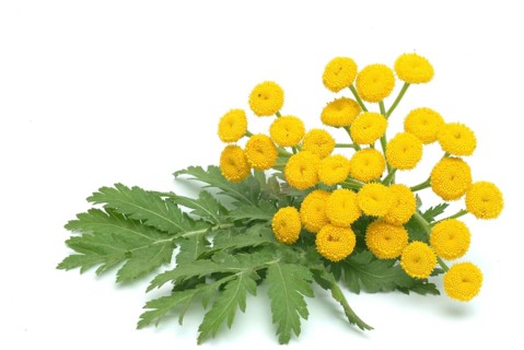 Tansy