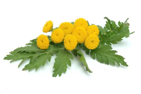Tansy