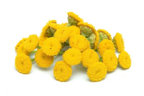 Tansy