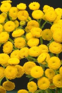 Tansy