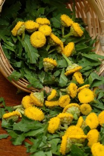 Tansy