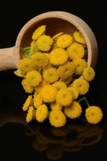 Tansy