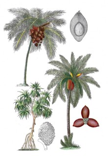 Coconut palm