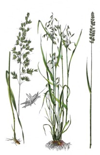 Common smooth oat or French ryegrass