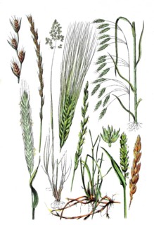 Tumble-leaved lucerne