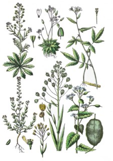 Common shepherd's purse also shepherd's purse