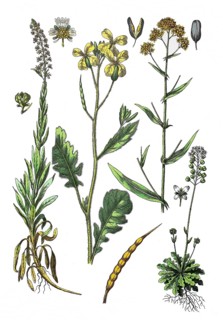 Dyer's woad