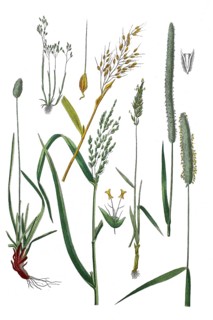 Blue elf-grass