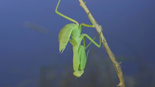 Close-up of green praying mantis sitting on bush branchon and washing his face blue sky background. Odessa