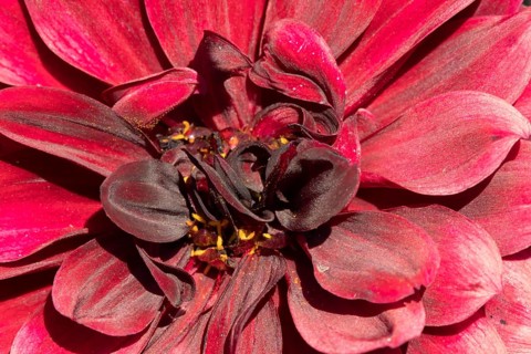 Garden dahlia