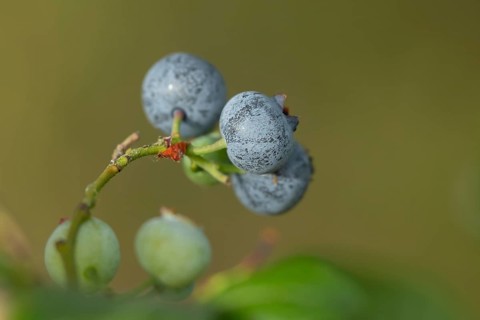 Blueberry