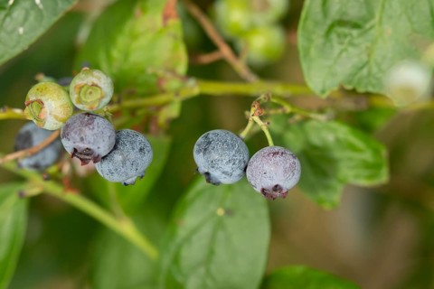 Blueberry