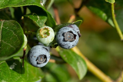 Blueberry