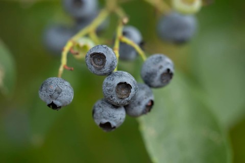Blueberry
