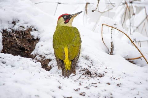 European green woodpecker