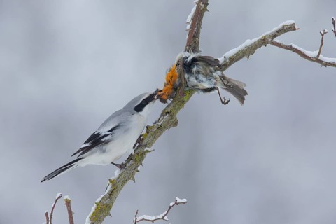 Great Grey Shrike