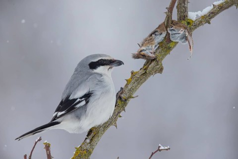 Great Grey Shrike