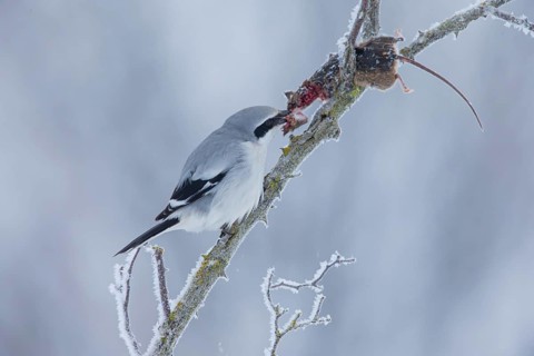Great Grey Shrike