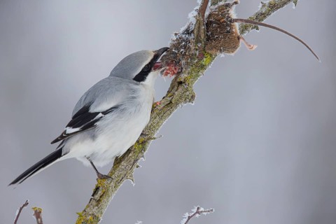 Great Grey Shrike