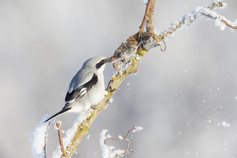 Great Grey Shrike