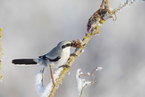 Great Grey Shrike