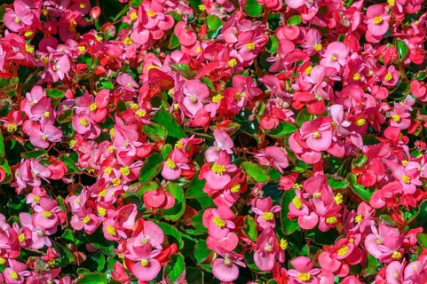 Flowering with busy lily