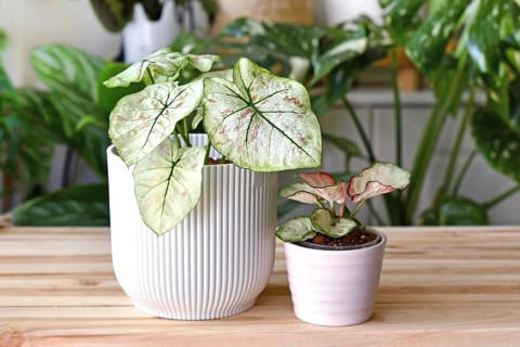 Exotic 'Caladium Bicolor Strawberry Star' and 'Caladium Peppermint' houseplants in flower pots on wooden table