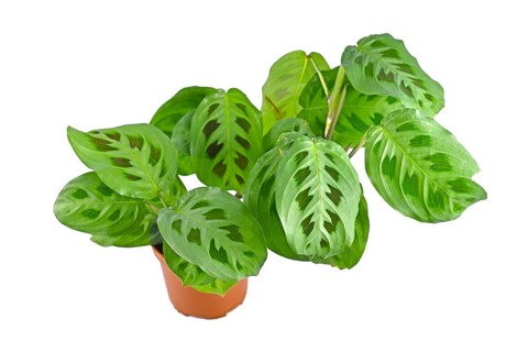 Lush exotic 'Maranta Leuconeura Kerchoveana' houseplant in flower pot isolated on white background