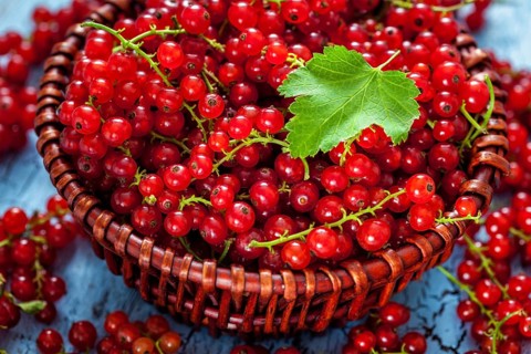 Redcurrant red currant berries in wicker bowl on kitchen table
