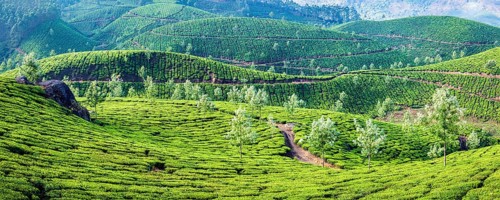 Panorama of green tea plantations on sunrise in Munnar