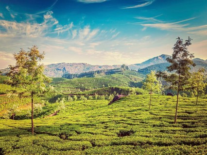 Vintage retro effect filtered hipster style image of green tea plantations in the morning