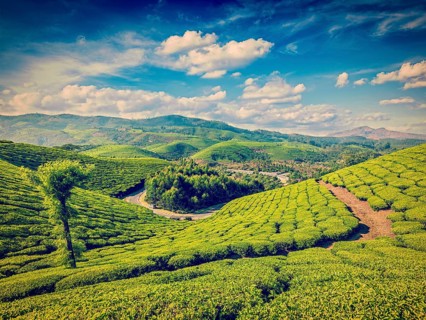 Vintage retro effect filtered hipster style image of green tea plantations. Munnar