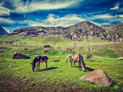 Vintage retro effect filtered hipster style image of horses grazing in Himalayas. Lahaul valley