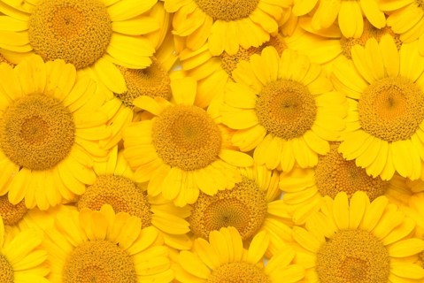 Dyer's chamomile