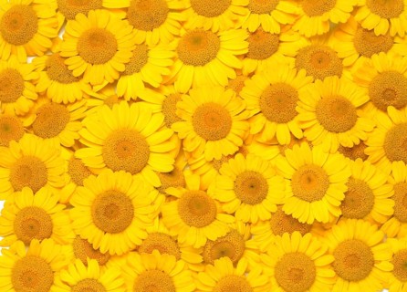 Dyer's chamomile