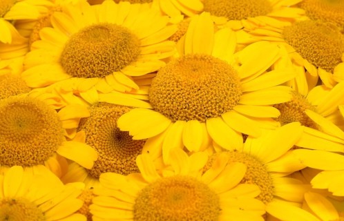 Dyer's chamomile