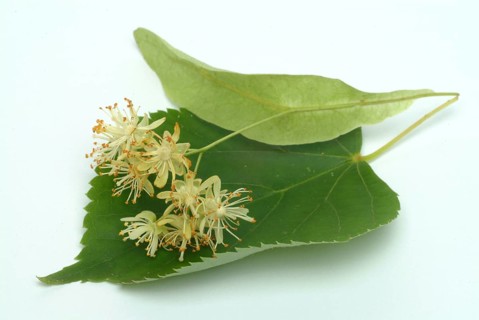 Lime blossoms of the large-leaved linden