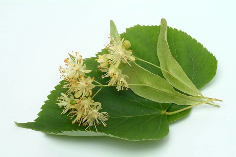 Lime blossoms of the large-leaved linden