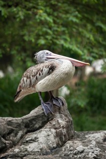 Spot-billed Pelican