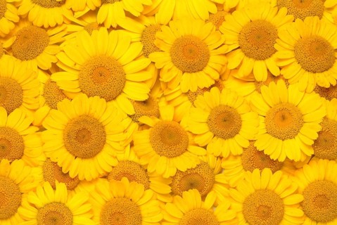 Dyer's chamomile