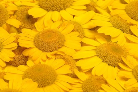 Dyer's chamomile