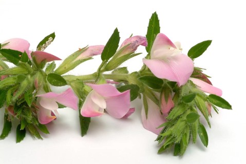 Spiny restharrow