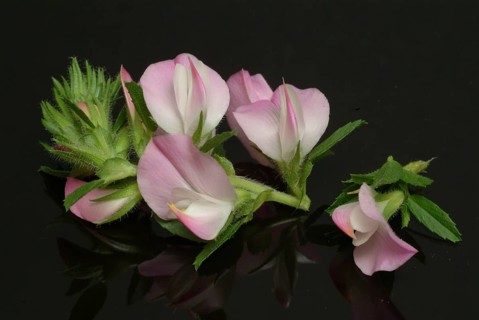 Spiny restharrow